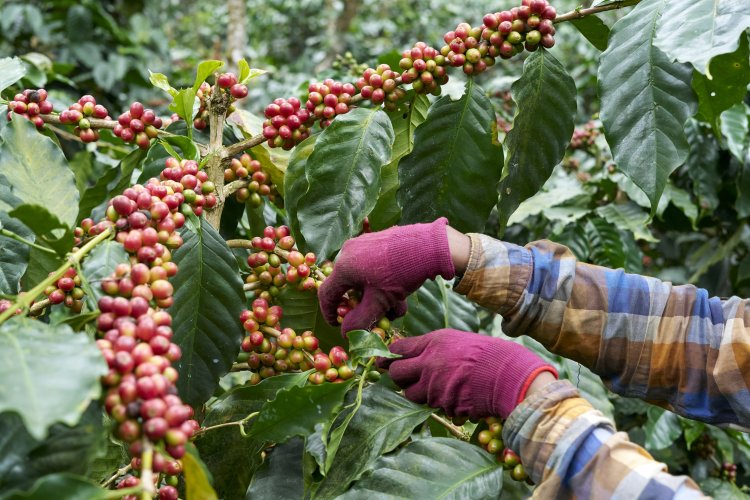 Kelachandra Coffee Showcases Speciality Coffees from Western Ghats at World of Coffee Dubai 2026