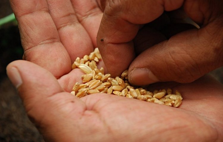 Strengthening India’s Seed Sovereignty: Key Ammendments Suggested for the Draft Seeds Bill 2025