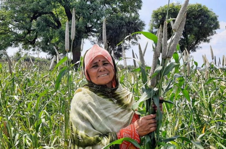 ICRISAT and Partners Announce Release of the World’s First Three-way Pearl Millet Hybrid