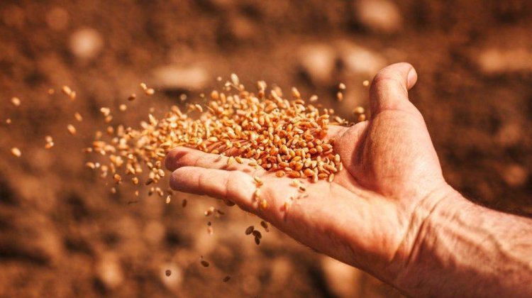 Seeds Bill 2025: Sowing Hopes, Raising Concerns