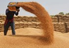 Centre Withdraws Wheat Stock Limit Order as Supplies Improve