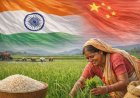 The Real Story Behind India Overtaking China in Rice Production: Productivity Remains the Bigger Challenge