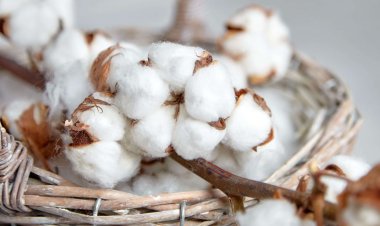 Cotton Imports Surge Amid Production Dip And Trade Deal Concerns