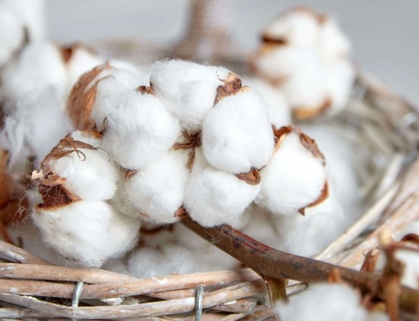 Cotton Imports Surge Amid Production Dip And Trade Deal Concerns