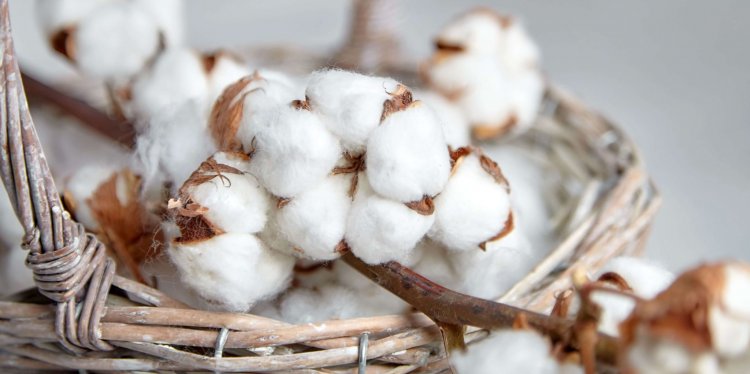 Cotton Imports Surge Amid Production Dip And Trade Deal Concerns