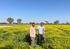Nagauri Paan Methi Secures Community Variety Registration under the Protection of Plant Varieties and Farmers’ Rights Authority
