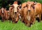 India achieves breakthrough in indigenous cattle breeding with large-scale embryo transfer programme