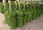 Govt Approves Rs 200 Cr Banana Cluster for Jalgaon; New Price Support Model for Farmers