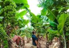 India’s Banana Sector Faces Growing Threat from Hard-to-Control TR4 Fungus