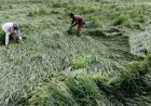 Rain and Hailstorms Wreak Havoc on Rabi Crops in Several States, Govt Reviews Situation