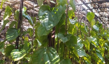 Climate Change Ravages Betel Cultivation in the Aravallis, Forcing Farmers to Abandon Their Ancestral Livelihood