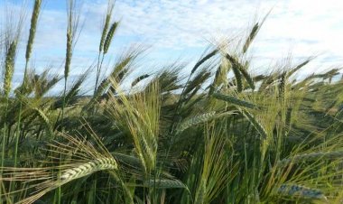 Wheat Crop Safe for Now Despite Rising Temperatures; But Higher Night Temperatures Could Pose Risk