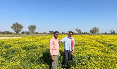 Nagauri Paan Methi Secures Community Variety Registration under the Protection of Plant Varieties and Farmers’ Rights Authority