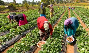 Rural women’s workforce participation rises; rural unemployment steady at 4.2% in Feb: PLFS