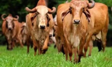 India achieves breakthrough in indigenous cattle breeding with large-scale embryo transfer programme