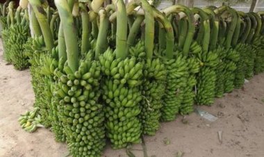 Govt Approves Rs 200 Cr Banana Cluster for Jalgaon; New Price Support Model for Farmers