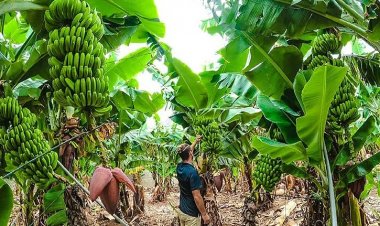 India’s Banana Sector Faces Growing Threat from Hard-to-Control TR4 Fungus