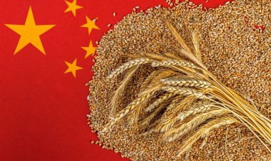 China Boosts Grain Output, Expands Soybean Imports to Secure Food and Feed Demand