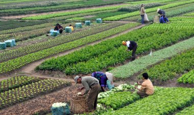 Global Initiative Calls for Overhaul of WTO Farm Trade Rules Ahead of MC14