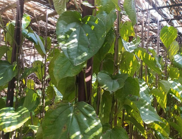 Climate Change Ravages Betel Cultivation in the Aravallis, Forcing Farmers to Abandon Their Ancestral Livelihood