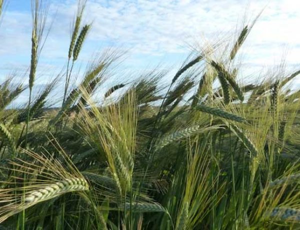 Wheat Crop Safe for Now Despite Rising Temperatures; But Higher Night Temperatures Could Pose Risk