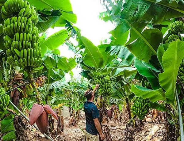 India’s Banana Sector Faces Growing Threat from Hard-to-Control TR4 Fungus