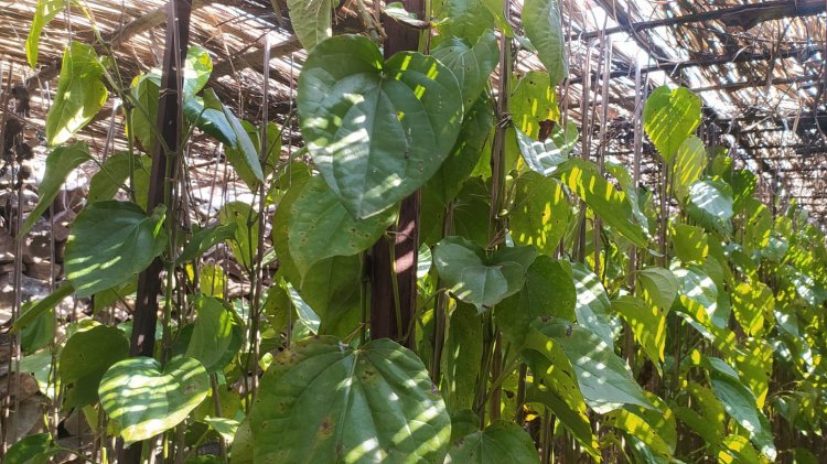 Climate Change Ravages Betel Cultivation in the Aravallis, Forcing Farmers to Abandon Their Ancestral Livelihood