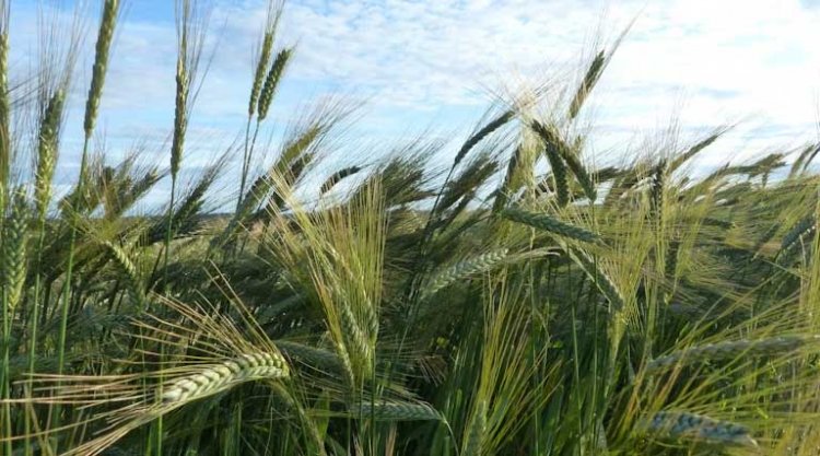 Wheat Crop Safe for Now Despite Rising Temperatures; But Higher Night Temperatures Could Pose Risk