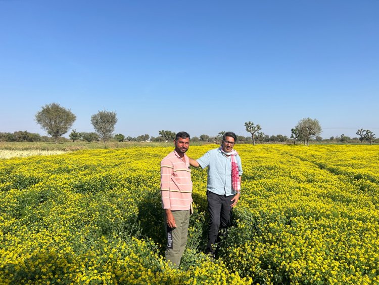Nagauri Paan Methi Secures Community Variety Registration under the Protection of Plant Varieties and Farmers’ Rights Authority