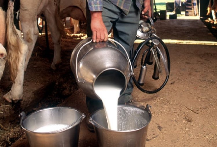 FSSAI Mandates Registration for Independent Milk Producers and Vendors, Orders Strict Enforcement Across States