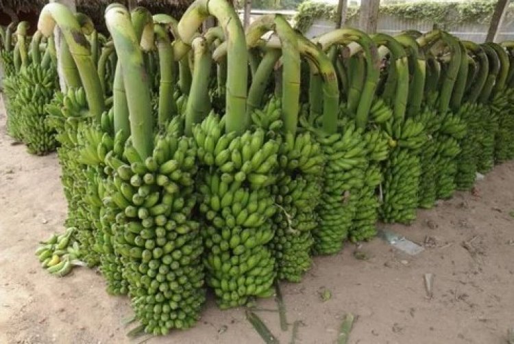 Govt Approves Rs 200 Cr Banana Cluster for Jalgaon; New Price Support Model for Farmers