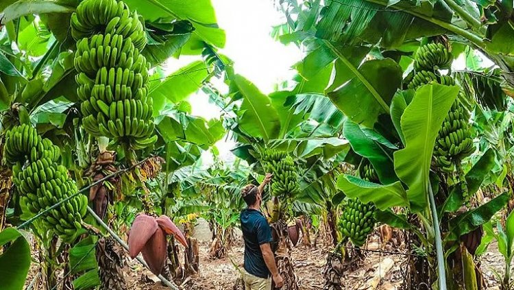 India’s Banana Sector Faces Growing Threat from Hard-to-Control TR4 Fungus