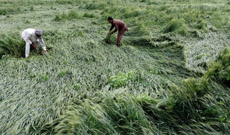 Rain and Hailstorms Wreak Havoc on Rabi Crops in Several States, Govt Reviews Situation