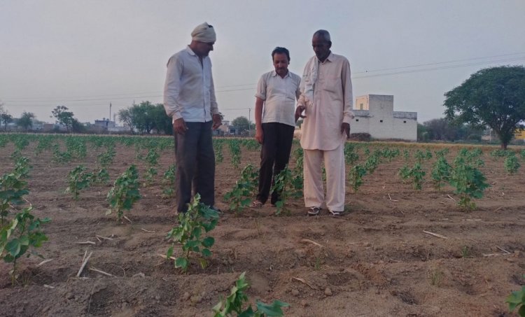 Haryana Cotton Crisis Deepens: Yields Drop 30%, Farmers Lose Over Rs 15,000 per Acre, Says HAU Report