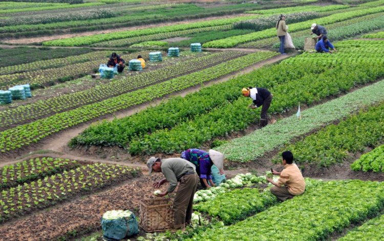 Global Initiative Calls for Overhaul of WTO Farm Trade Rules Ahead of MC14