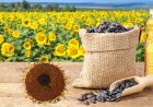 Sunflower oil consumption set to wilt 10% amid geopolitical heat