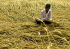 Rain and Hailstorms Damage Crops Across India, Farmers Face Heavy Losses