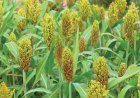 IIMR Raises Red Flag Over Sweet Sorghum Ethanol Trials, Signals Withdrawal from Project