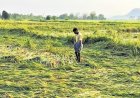 AIKS Seeks Relief for Rain-Hit Farmers; Punjab Orders Crop Damage Assessment