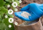 Fertiliser Companies Raise Prices of Complex Fertilisers; NPK Rates Climb to Rs 2,450 per Bag