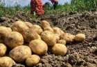 Potato Farmers in UP Face Losses as Govt Procurement Rate Triggers Price Drop, Rs 6.5/Kg Fails to Cover Costs