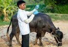 FAO Alerts Asia and Pacific to Enhance Preparedness for Foot-and-Mouth Disease SAT1 Serotype
