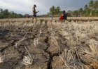Extreme Heat Hits Indian Farms Hard as Global Report Warns of Rising Risks to Food Systems