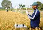 Amazon Partners With Bayer-Backed Good Rice Alliance to Purchase Carbon Credits From Indian Rice Farmers