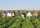 ICRISAT Decodes Genetic Basis of Groundnut Blanchability, Boosting Processing Efficiency