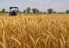 Government Says Wheat Production Remains Resilient in 2025–26 Despite Weather Stress