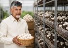 Andhra Pradesh To Launch Mushroom Mission, Aims to Become India’s Largest Producer