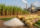 India’s Sugar Output Falls Short of 280 Lakh Tonnes; UP Production Drops 3 Percent