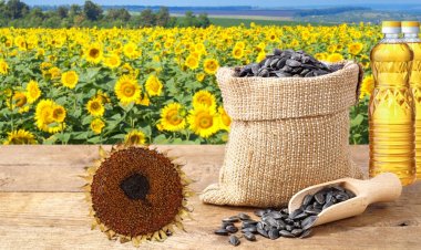 Sunflower oil consumption set to wilt 10% amid geopolitical heat