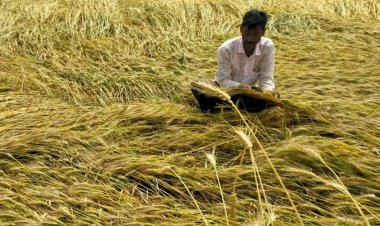 Rain and Hailstorms Damage Crops Across India, Farmers Face Heavy Losses